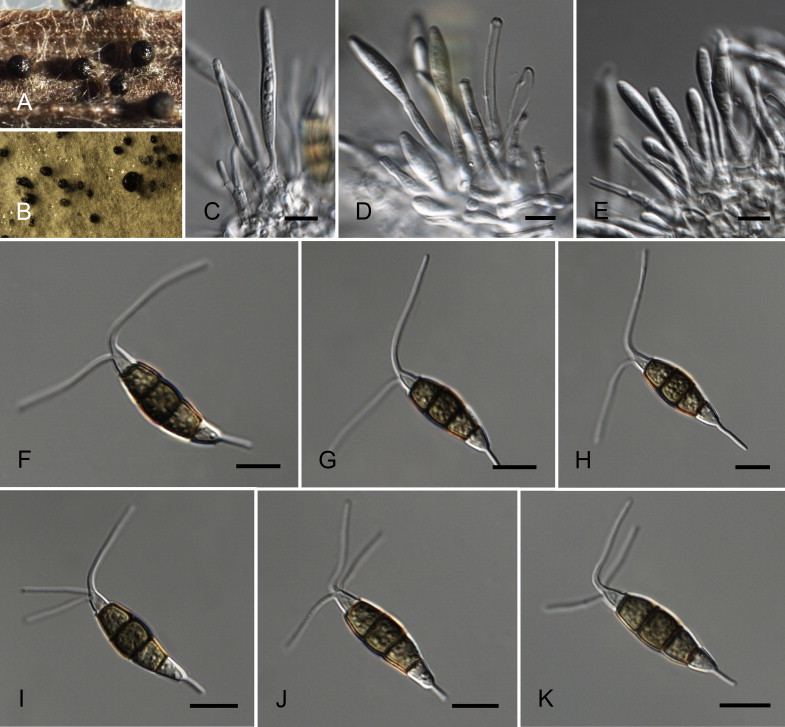 Fig. 25