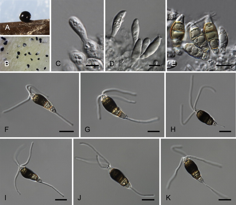 Fig. 15