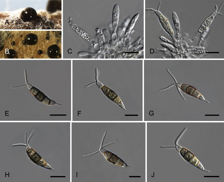 Fig. 19