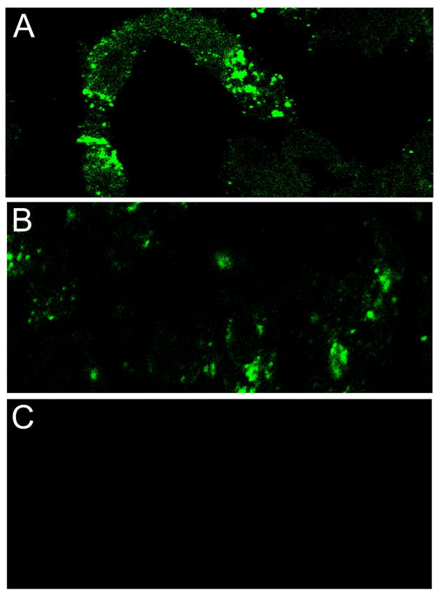 Fig. 12