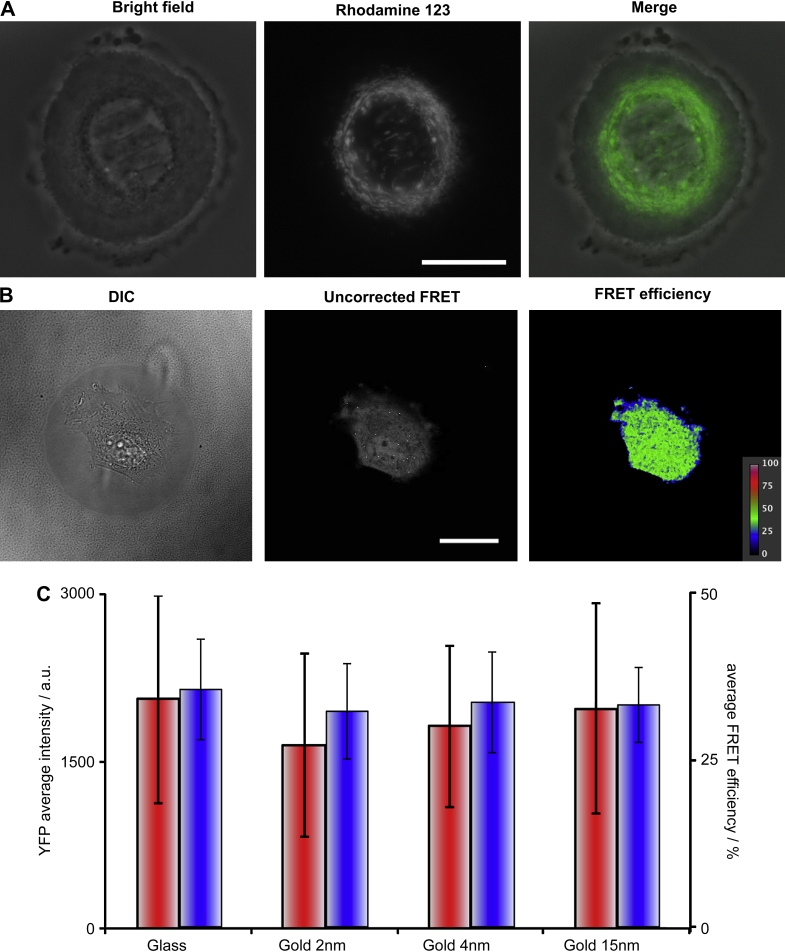 Fig. 9