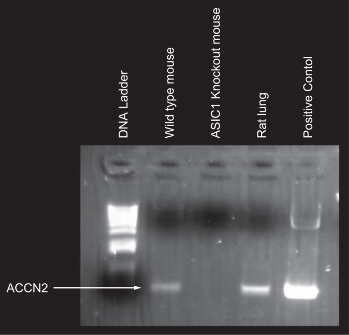 Fig. 11.