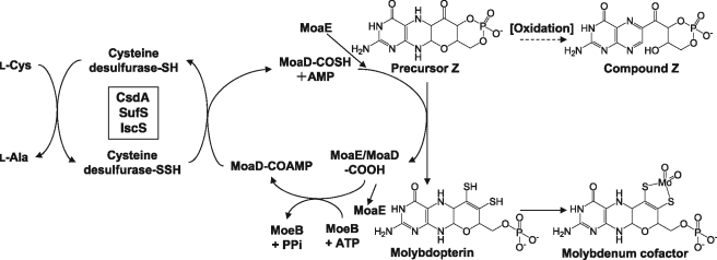 FIGURE 1.