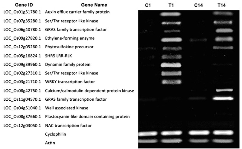 FIGURE 6