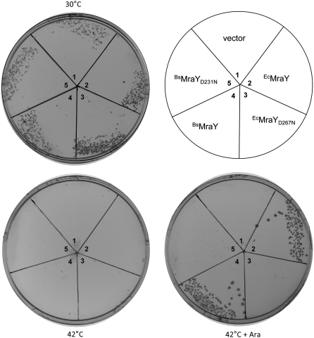 Figure 3.—