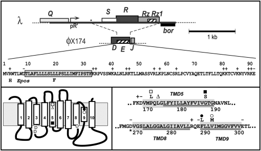 Figure 1.—