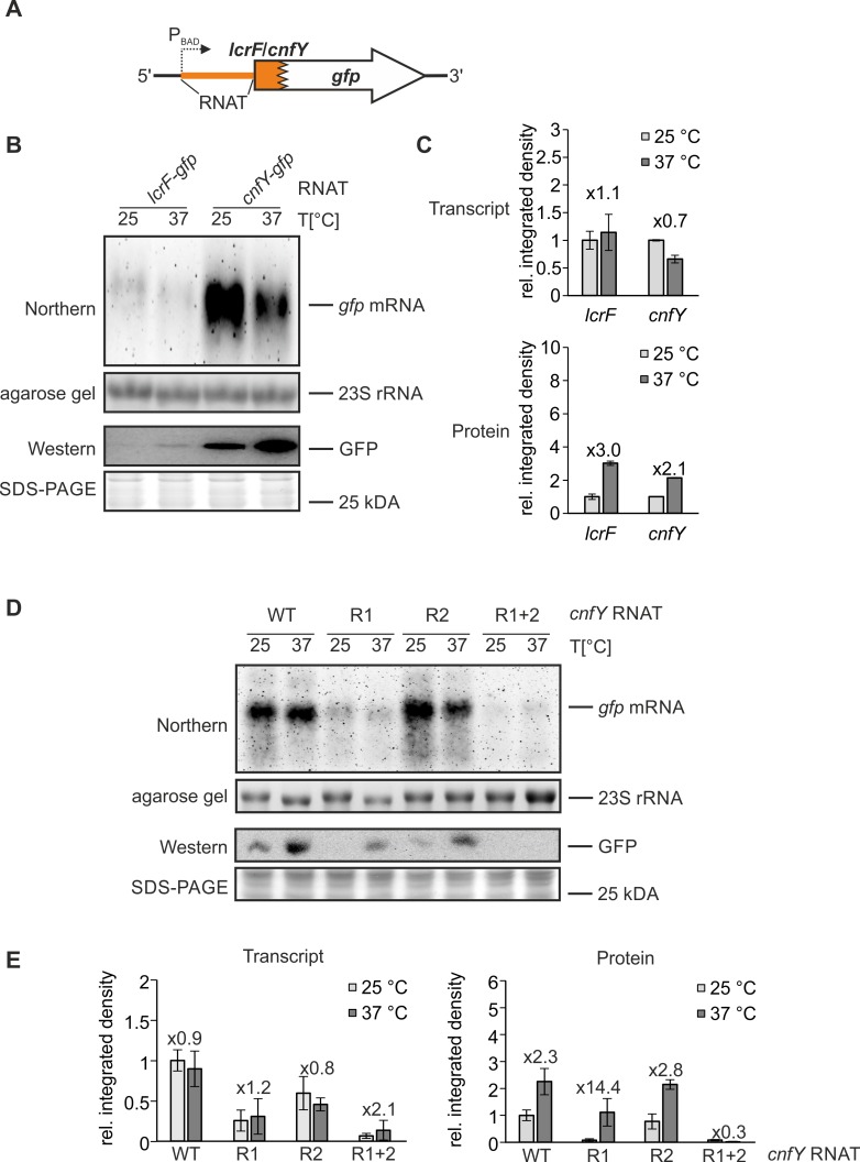 Fig 4