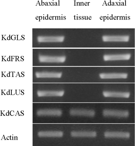 FIGURE 5.