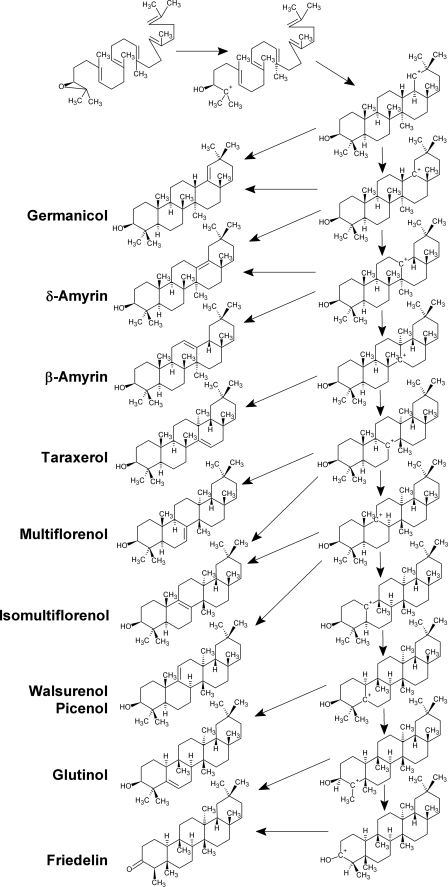 SCHEME 1.