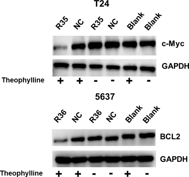 Figure 5—figure supplement 2.