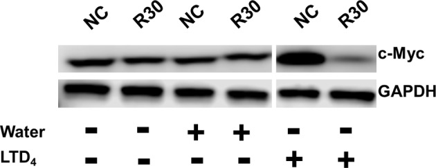 Figure 4—figure supplement 1.