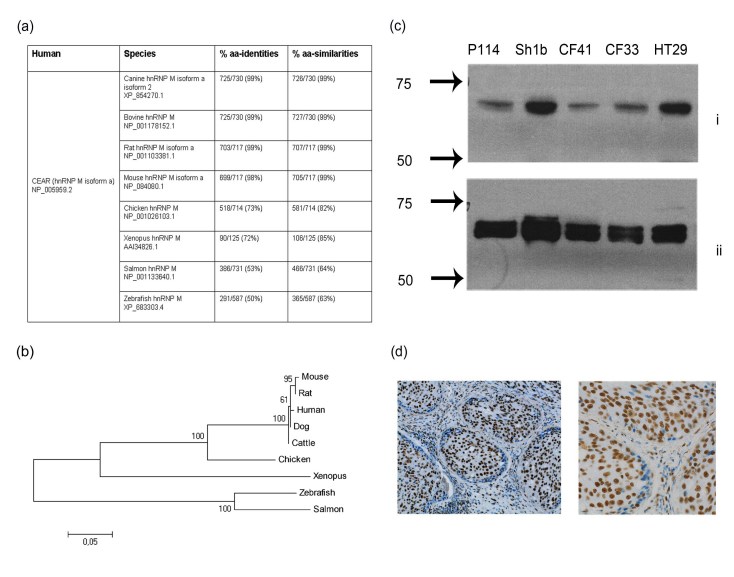 graphic file with name fig.5weichselbaumer-comp.jpg