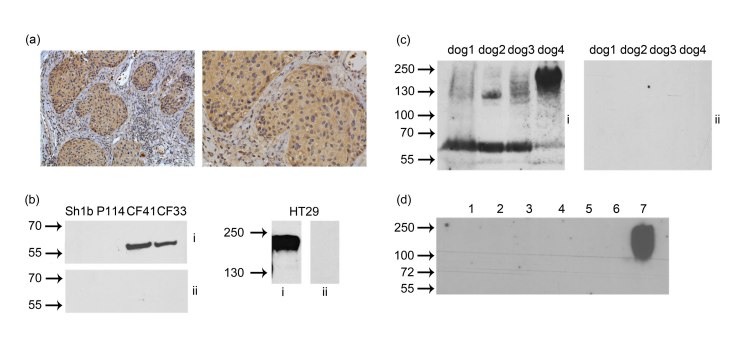 graphic file with name fig.2weichselbaumer-comp.jpg