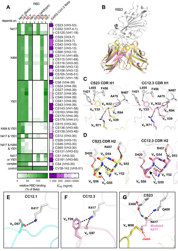 SARS-CoV-2 Beta variant infection elicits potent lineage-specific and ...