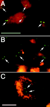 Fig. 4.