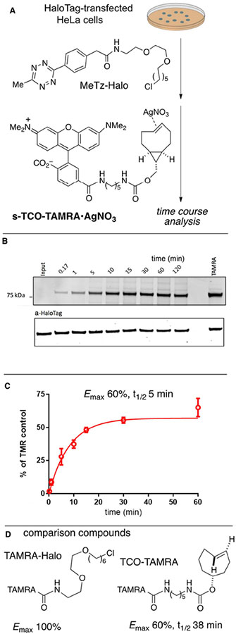 Scheme 6.