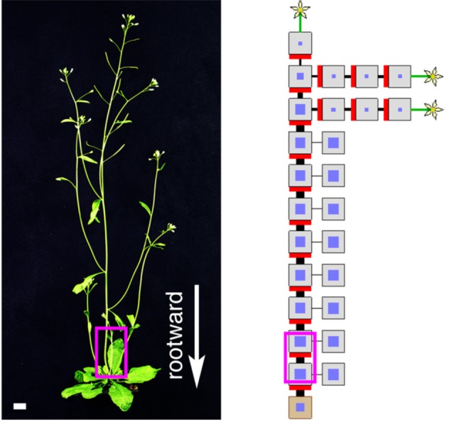 Computer-generated plants reveal how a self-organizing plant hormone network can balance growth across the shoot system.