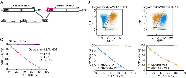 Figure 1