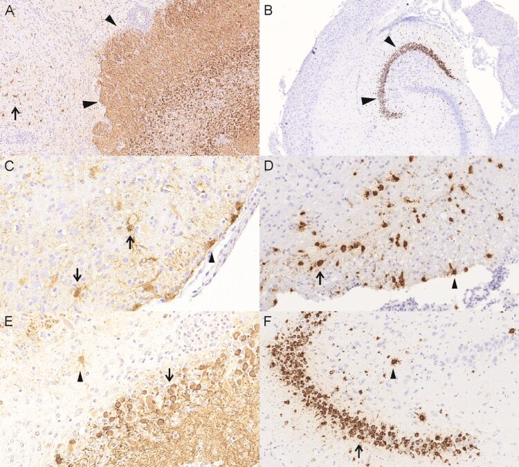 Figure 5.