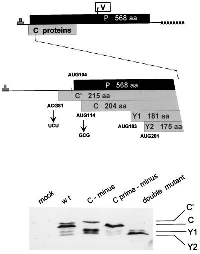 FIG. 1