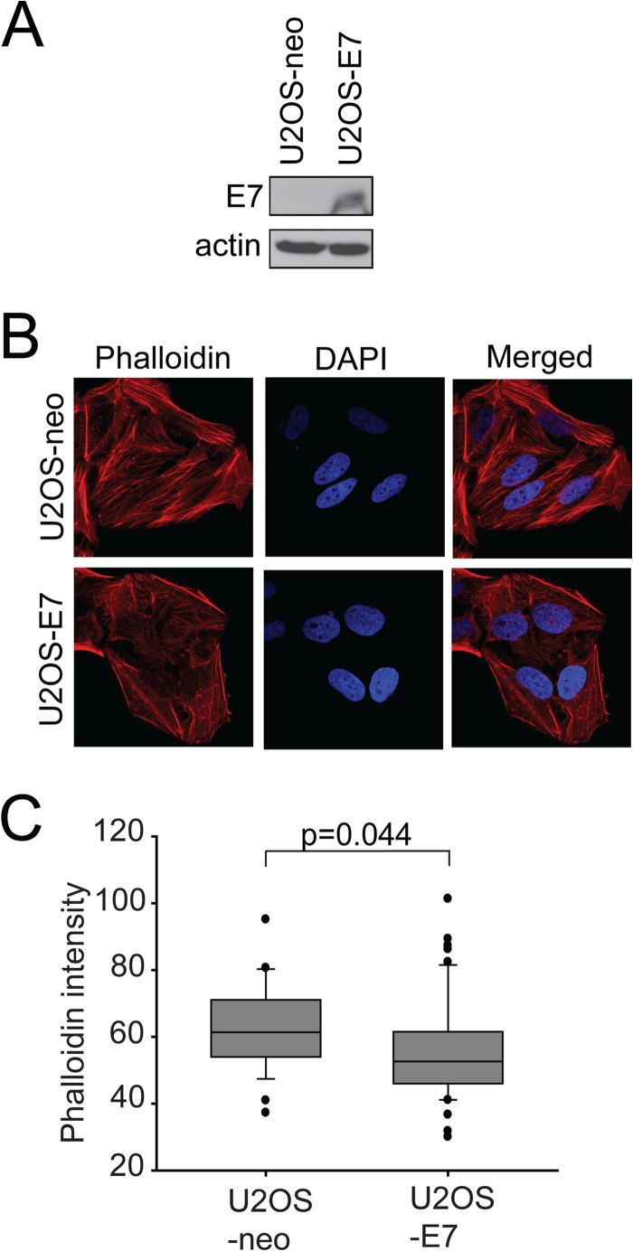 FIG 6