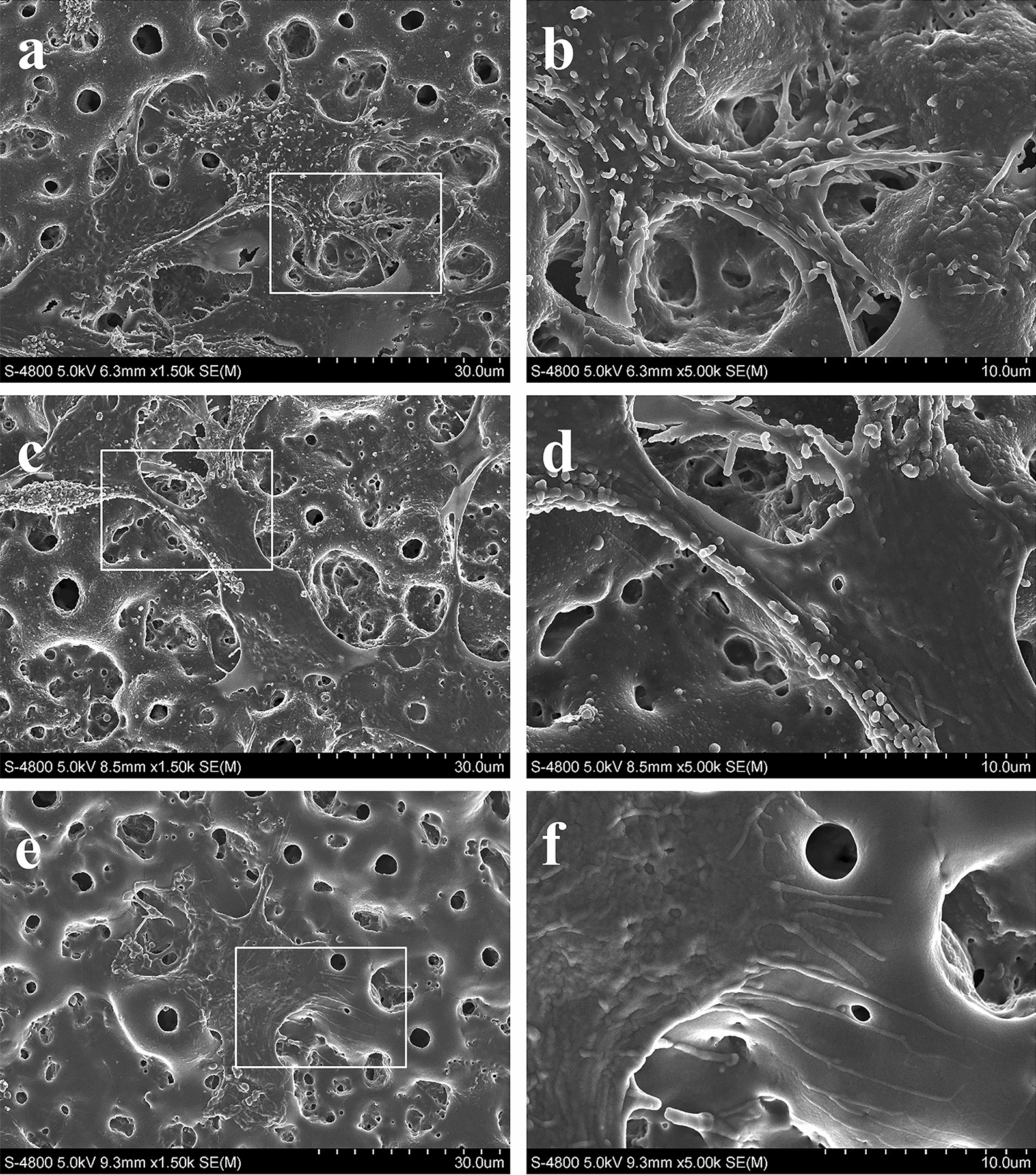 Fig. 6