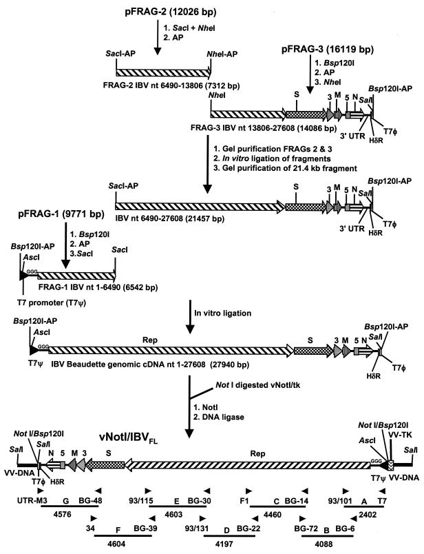 FIG. 1