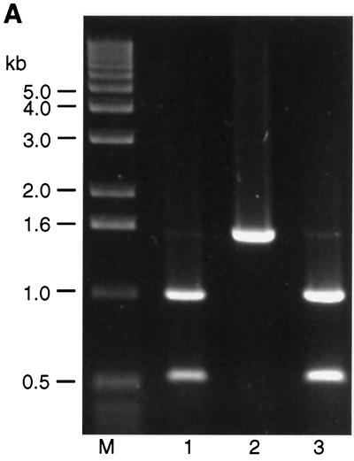 FIG. 6