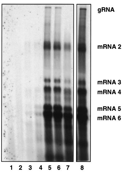 FIG. 5