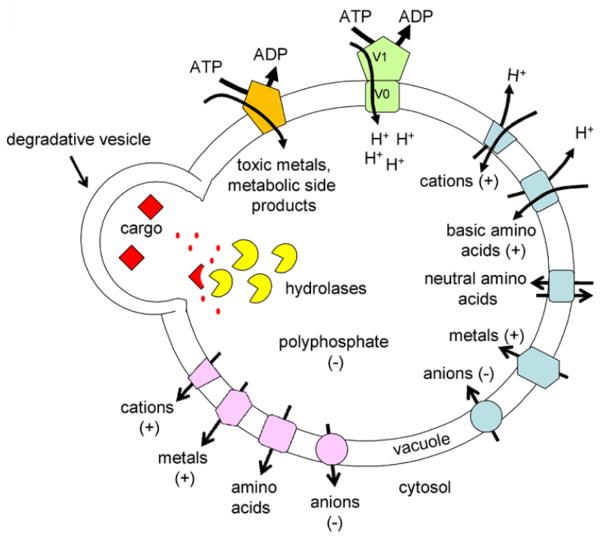 The Yeast Lysosome-like Vacuole: Endpoint and Crossroads - PMC