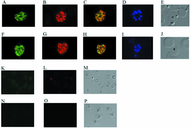 FIG. 2.