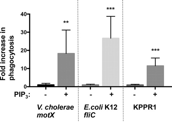 FIG 6