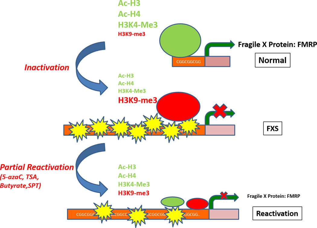 Human pluripotent stem cell models of Fragile X Syndrome - PMC