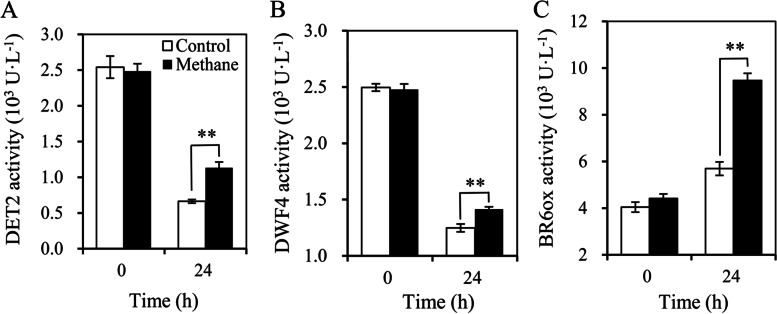 Brassinosteroids Is Involved In Methane-induced Adventitious Root 