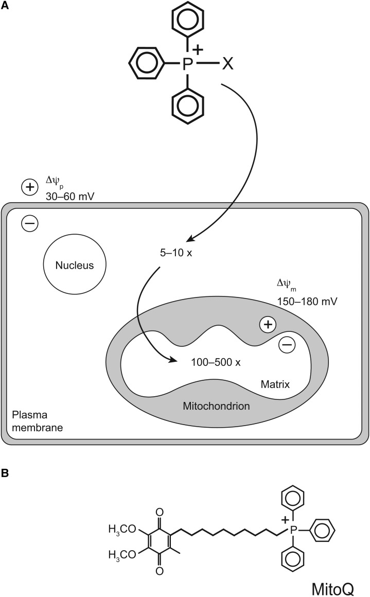 Figure 1.