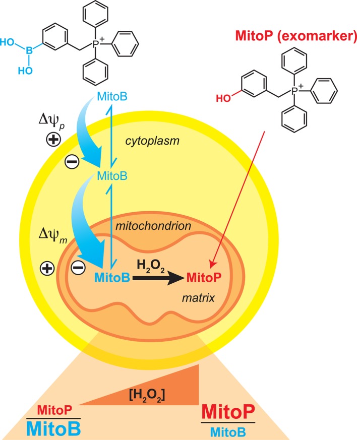 Figure 2.