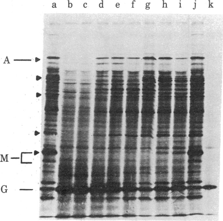 graphic file with name pnas00441-0301-b.jpg