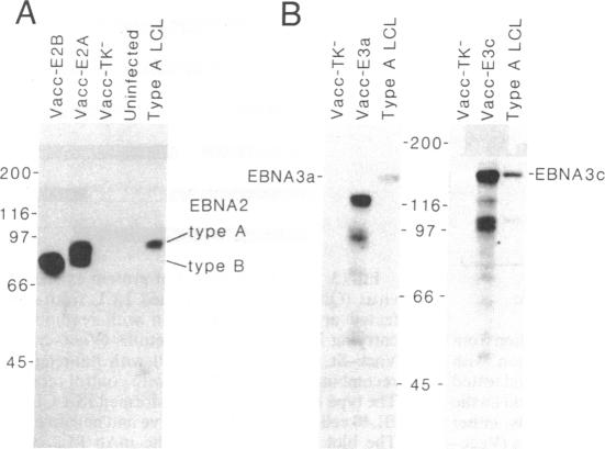 graphic file with name pnas01033-0050-a.jpg