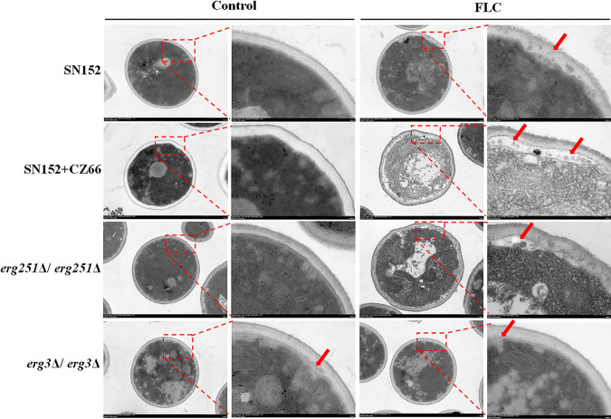 FIG 6