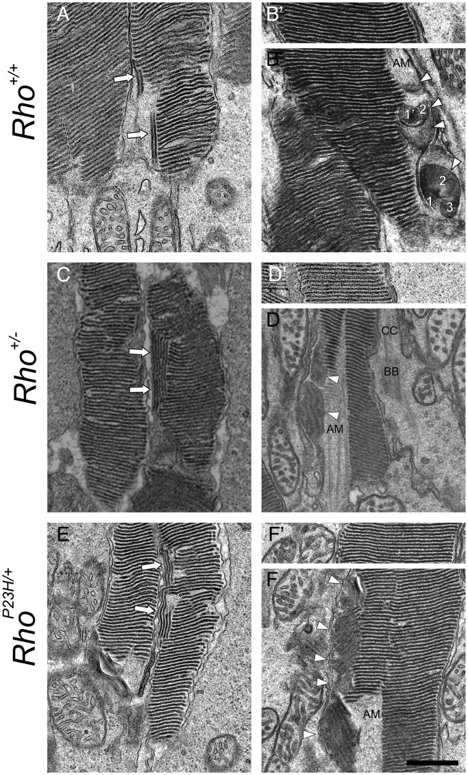 Figure 6.