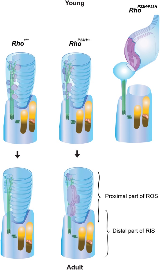 Figure 13.