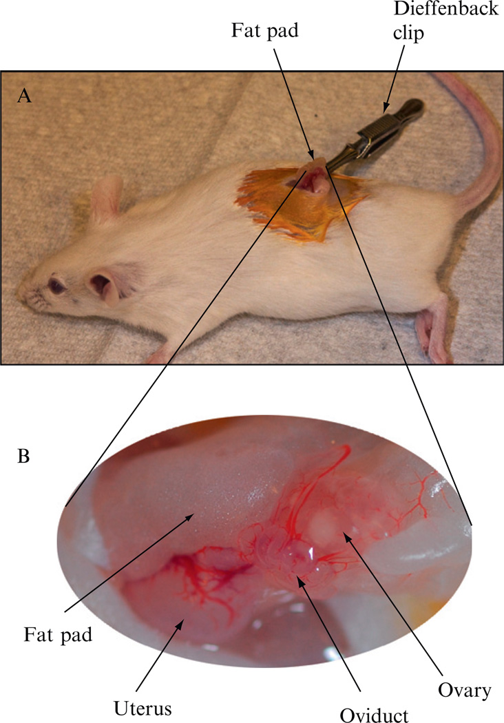 Figure 4.7