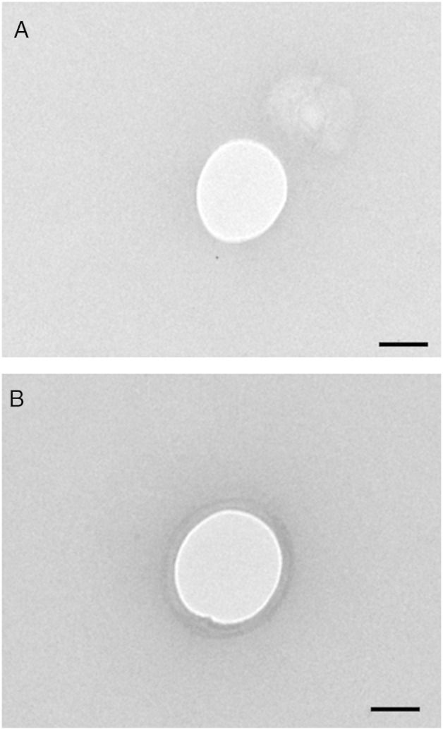 Supplementary Figure 4