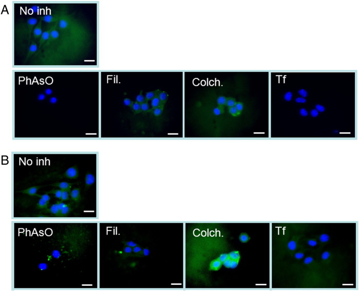 Supplementary Figure 6