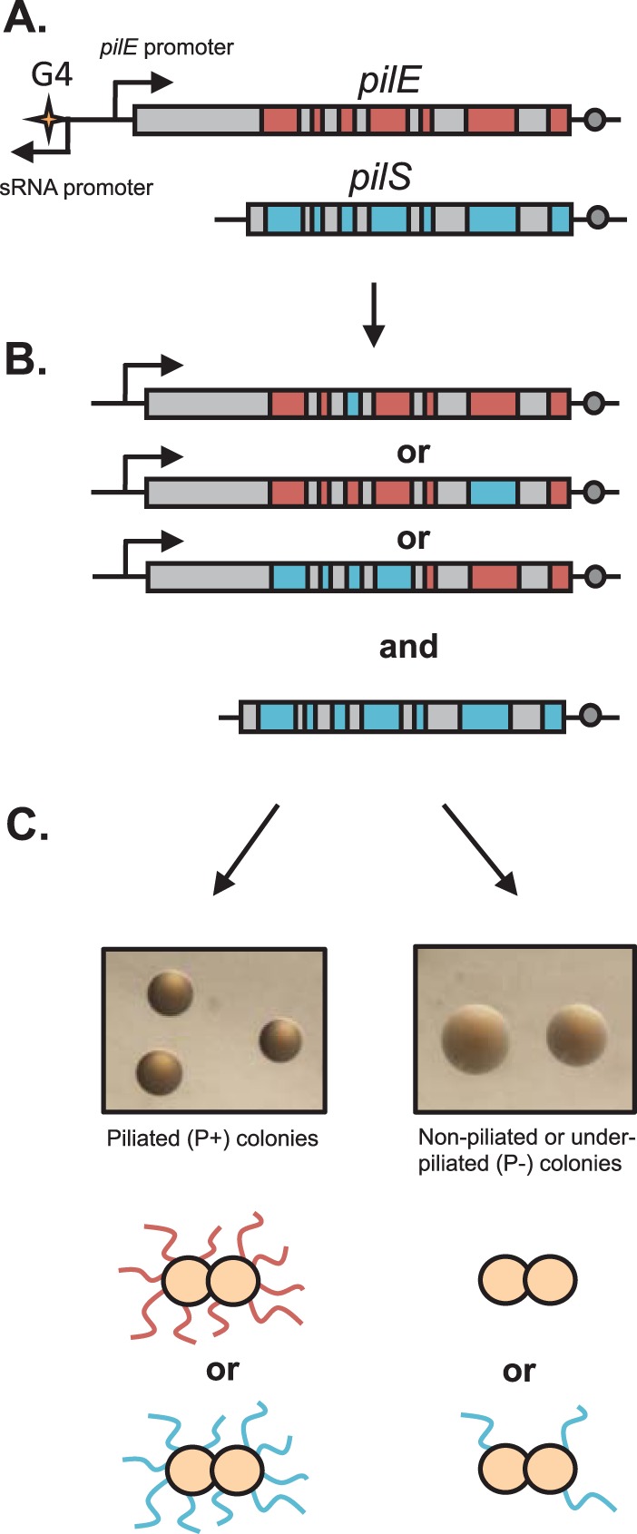 FIG 1