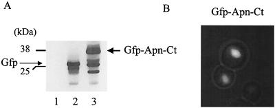 FIG. 1