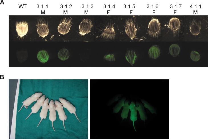 Fig. 4.