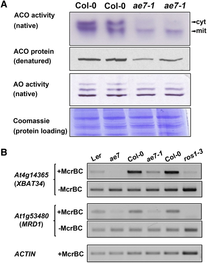 Figure 6.