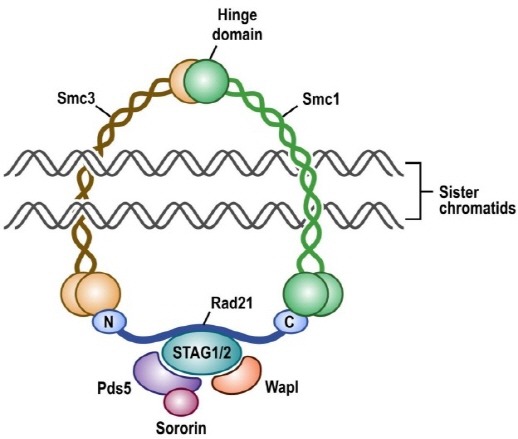 Fig. 1.