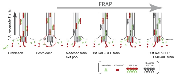 Figure 7—figure supplement 1.